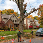 When Should You Remove a Tree in Buffalo NY