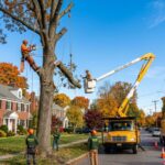 Tree Service Company in Buffalo: Complete Homeowner Guide
