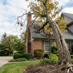 Signs a Tree Is Dangerous Near Your Home 