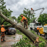 What to Do When a Tree Falls on Your Property