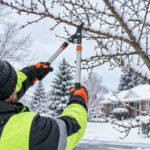 How to Tell If  You Need Tree Pruning or Tree Trimming This Fall