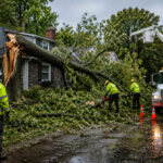 Emergency Tree Removal in Buffalo NY What to Do When a Tree Falls
